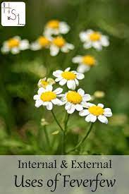 External Internal Uses Of Feverfew Feverfew Migraine Headaches Herbalism