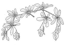 Image result for Terminalia randii