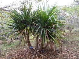 Image result for Pandanus candelabrum