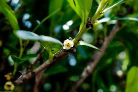 Image result for Diospyros ferrea