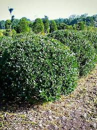 Castle Spire Blue Holly (1 Gallon) - Vigorous Grower With Bright Red B –  Online Orchards