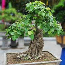 20 Sementes Bonsai Ficus Religiosa Arvore P Mudas Mercadolivre