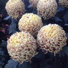 Photo Of Irregular Incurve Mum Chrysanthemum Nijin Bigo Uploaded By Csandt Chrysanthemum Bloom Plants