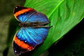 For example, orange, brown, black or yellow colors come from actual pigments in a butterfly's skin. Blue And Orange Butterfly Orange Butterfly Blue Makeup Looks Orange And Black Butterfly