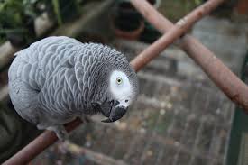 Large Grey Bird With White Ring Around Neck Socializing The One Person Bird African Grey Parrot Parrot