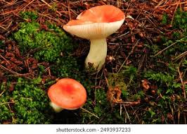 Image result for Russula flavida