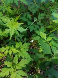 Image result for Cardiospermum