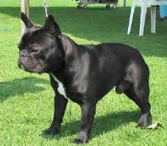 Bouledogue français) is a breed of dog introduced in nintendogs + cats. A Locus Canine Coat Color Animal Genetics