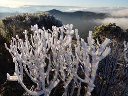 Ela também deve causar chuvas no rio grande do sul, santa catarina, paraná, são paulo e parte do mato grosso do sul. Onda De Frio Transforma Paisagens No Sul Do Brasil Conexao Lusofona