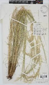 Image result for Trisetopsis