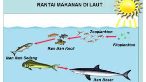 Maybe you would like to learn more about one of these? Rantai Makanan Komponen Jenis Contoh Di 10 Habitat