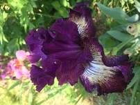 Maine Iris Annual Flower Show
