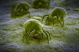 In this article, you are going to learn more about dust mites and their being microscopic and practically harmless, you wouldn't be able to tell if there are dust mites in your home. Asthma And Dust Mites Mydr Com Au