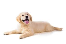 Golden Retriever Filhote Cuidados E Saude Blog Da Cobasi