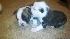 German shepherd puppies for sale in savannah, ga. English Bulldog Puppies Uga Ch Bloodline Price 1 700 For Sale In Griffin Georgia Best Pets Online