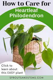 Heartleaf Philodendron Care And Propagation Guide Philodendron Plant Philodendron Care Philodendron