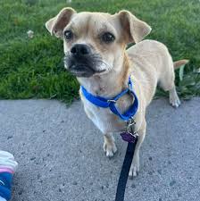 Black Dog Animal Rescue