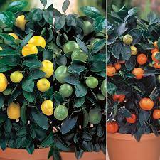 Moving citrus trees is the fastest way that citrus diseases are spread. Citrus Tree Collection Citrus Trees Stark Bro S