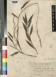 Image result for Poecilostachys oplismenoides