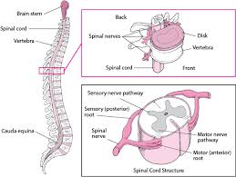 Conceptdraw has 1004 vector stencils in the 40 libraries that helps you to start using software for designing your own backbone. Spinal Cord Brain Spinal Cord And Nerve Disorders Msd Manual Consumer Version