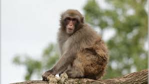 Monkeypox was discovered in 1958 among monkeys kept for laboratory research in denmark. Skpvi65w3n9uzm