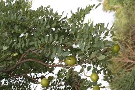 Image result for Cordyla