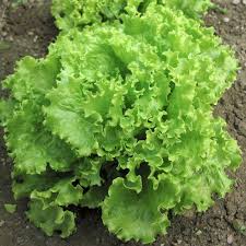 Maybe you would like to learn more about one of these? Salad Bowl Green Lettuce Seeds Ne Seed