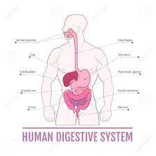 The mutual eelations between the endocrine organs (die wechselseitigen beziehungen der drusenmit inneren sekretion), endocrinology, volume 5, issue 4, 1 july 19 we use cookies to enhance your experience on our website.by continuing to use our website, you are agreeing to our use of cookies. Medizinische Darstellung Des Menschlichen Verdauungssystems Schema Fur Lehrbucher Innere Organe Lizenzfrei Nutzbare Vektorgrafiken Clip Arts Illustrationen Image 66537848