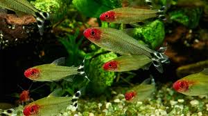 Apr 22, 2021 · they are schooling fish, so you'd need a minimum of six to keep them happy and healthy. How A School Of Fish Is Like A Rubber Band Science Aaas