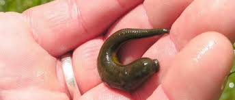 The annelids /ˈænəlɪdz/, also known as the ringed worms or segmented worms, are a large phylum, with over 22,000 extant species including ragworms, earthworms, and leeches. Lab 7 Annelids And Smaller Ecdysozoans Zoo Lab Uw La Crosse