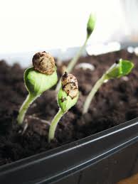 We did not find results for: Complete Guide On How Often To Water Seedlings 7 Effective Tips