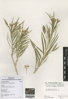 Image result for Kanahia laniflora