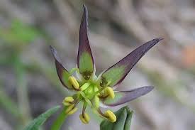 Image result for Ornithoglossum viride