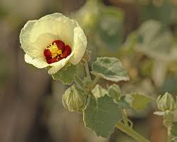 Image result for Pavonia senegalensis