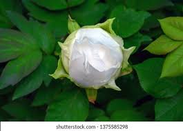 Full sun, partial shade cut flower: Paeonia Suffruticosa Godaishu Bud White Tree Stock Photo Edit Now 1375585298