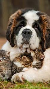 Family Photo Cok Sirin Hayvanlar Kopek Turleri Komik Kopek Resimleri