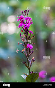 Image result for x Ruttyruspolia 'Phyllis van Heerden'