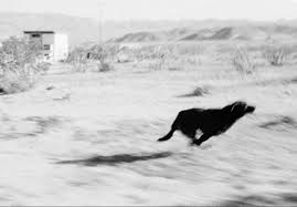 John Divola Dogs Chasing My Car In The Desert Dogs Chasing My Car In The Desert By John Divola Hogwarts Aesthetic Werewolf Aesthetic Dogs