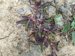 Image result for Axonopus flexuosus