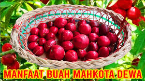 Kandungan zat aktif dalam buah mahkota dewa diantaranya adalah alkaloid yang bersifat detoksifikasi sangat berguna untuk menetralisir racun didalam tubuh. Manfaat Dan Cara Mengolah Buah Mahkota Dewa God S Crown Phaleria Macrocarpa Youtube