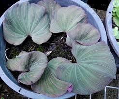 Image result for Nervilia adolphi