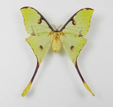 Comet moth lives in madagascar. Argema Mimosae Female Aureus Butterflies Insects