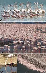 Get the detailed information of all courses, fees structure, courses duration and intakes of flamingo international college. Lesser Flamingo As A Central Element Of The East African Avifauna Springerlink