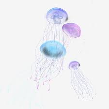 Hand Drawn Colorful Marine Life Jellyfish Elements Png And Psd In 2020 Jellyfish Illustration How To Draw Hands Jellyfish Images