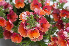 Image result for Nemesia