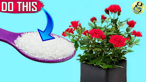 You could even grow a lot of these flowers in pots, jennie love, president at the association of specialty cut flower growers, explained. Garden Secrets To Get 500 More Flowers 10 Surefire Ways To Boost Blooms Youtube