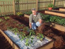 Dig holes the same depth of the containers and twice the width. How To Grow Pepper Plants How Tos Diy