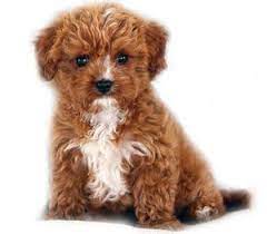 Red White Cavapoo Cavapoo Puppies Teddy Bear Dog Dog Crossbreeds