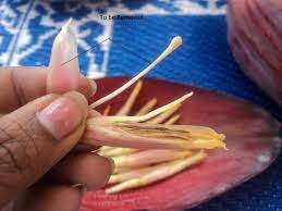 How To Clean Banana Flower | Kitchen Basis - Cook With Sharmila