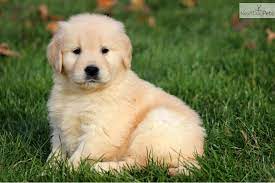 Fluffy golden retriever newborn puppies. Golden Retriever Puppies Golden Retriever Puppy For Sale For 850 Tank Golden Re Golden Retriever Puppy Golden Retriever Newborn Dogs Golden Retriever